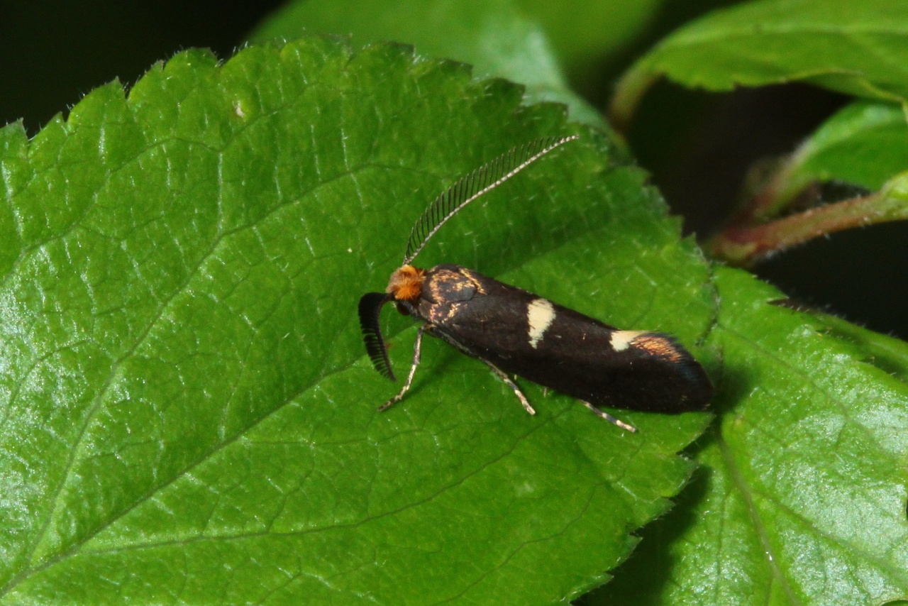 Incurvaria masculella (Denis & Schiffermüller, 1775) - Incurvie courageuse (mâle)