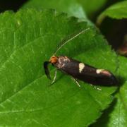 Incurvaria masculella (Denis & Schiffermüller, 1775) - Incurvie courageuse (mâle)