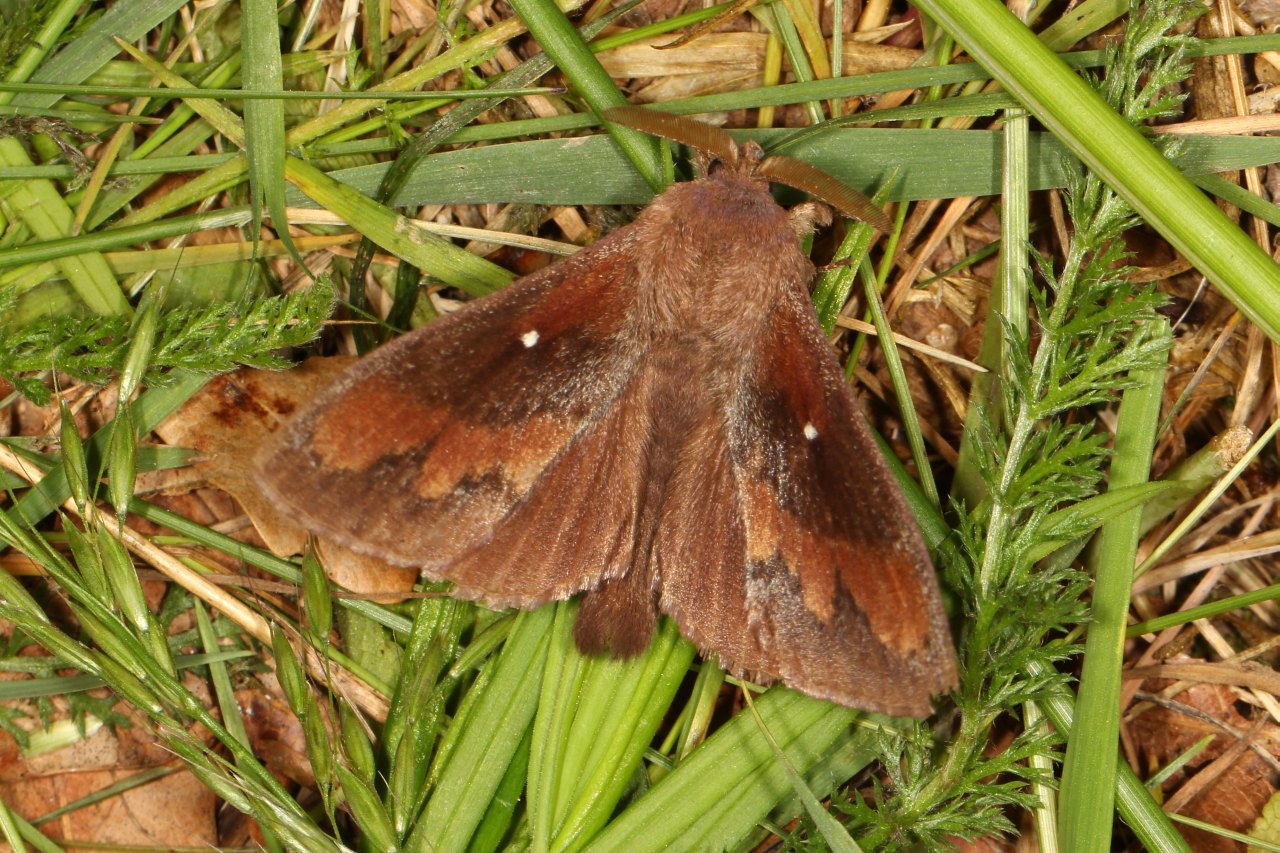 Dendrolimus pini (Linnaeus, 1758) - Bombyx du Pin