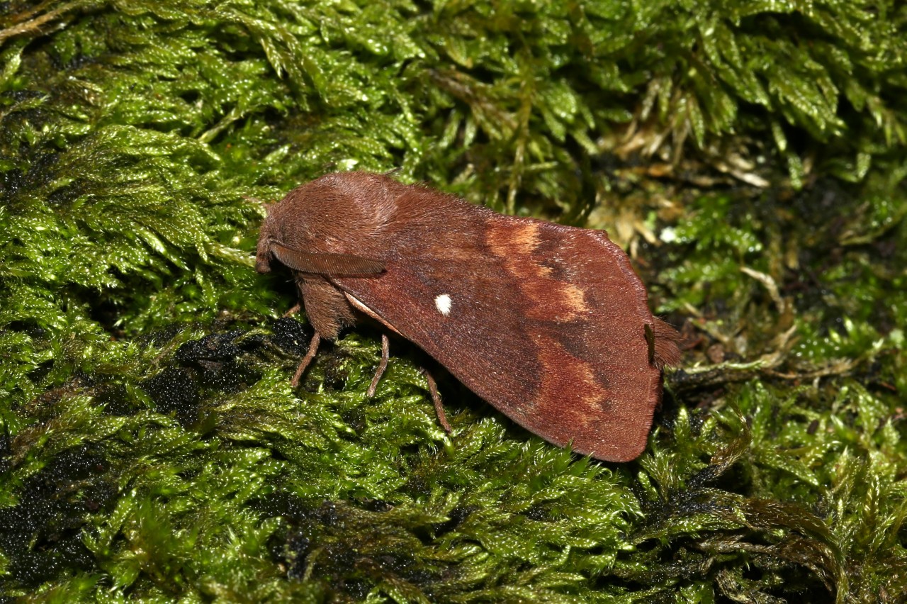 Dendrolimus pini (Linnaeus, 1758) - Bombyx du Pin (mâle)