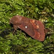 Dendrolimus pini (Linnaeus, 1758) - Bombyx du Pin (mâle)