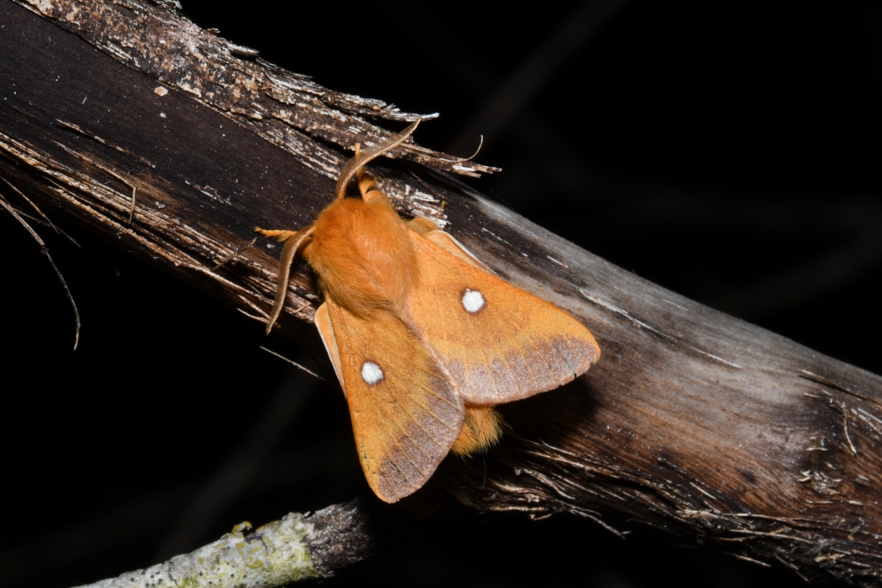 Eriogaster catax (Linnaeus, 1758) - Bombyx Evérie, Laineuse du Prunellier (mâle)