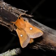 Eriogaster catax (Linnaeus, 1758) - Bombyx Evérie, Laineuse du Prunellier (mâle)