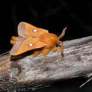 Eriogaster catax (Linnaeus, 1758) - Bombyx Evérie, Laineuse du Prunellier (mâle)