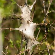 Eriogaster catax (Linnaeus, 1758) - Bombyx Evérie, Laineuse du Prunellier (chenilles)