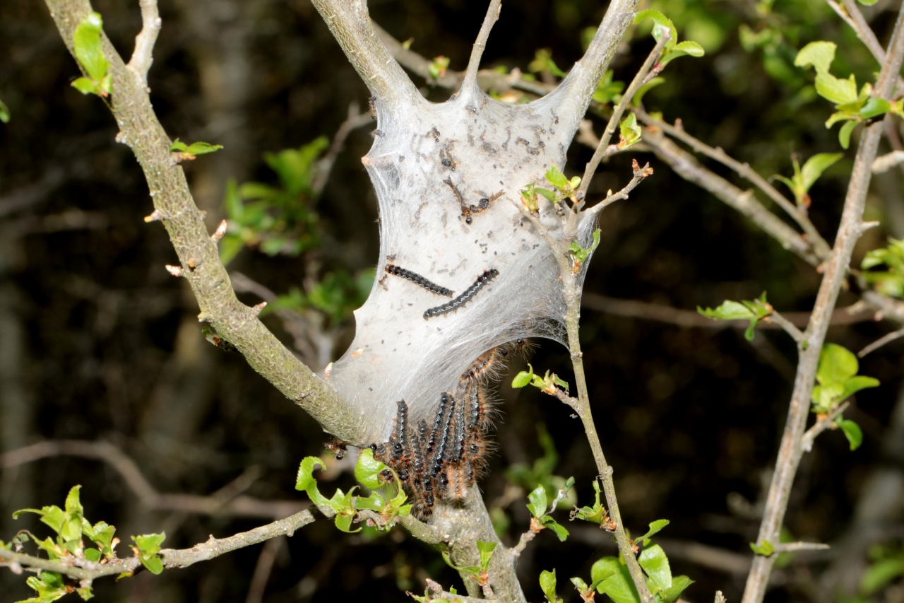 Eriogaster catax (Linnaeus, 1758) - Bombyx Evérie, Laineuse du Prunellier (chenilles)