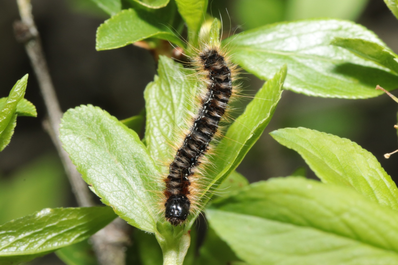 Eriogaster catax (Linnaeus, 1758) - Bombyx Evérie, Laineuse du Prunellier (chenille)