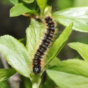 Eriogaster catax (Linnaeus, 1758) - Bombyx Evérie, Laineuse du Prunellier (chenille)