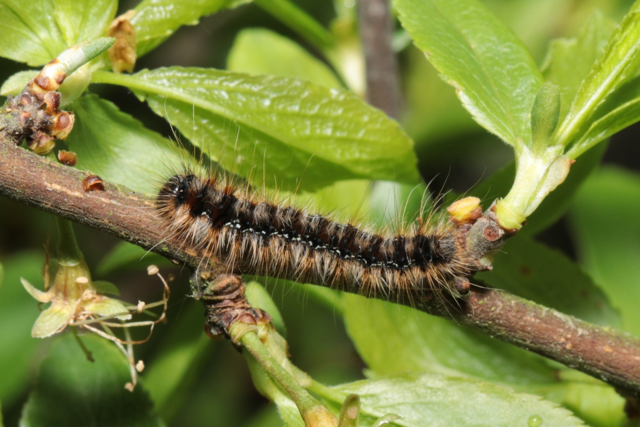 Eriogaster catax (Linnaeus, 1758) - Bombyx Evérie, Laineuse du Prunellier (chenille)