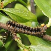 Eriogaster catax (Linnaeus, 1758) - Bombyx Evérie, Laineuse du Prunellier (chenille)