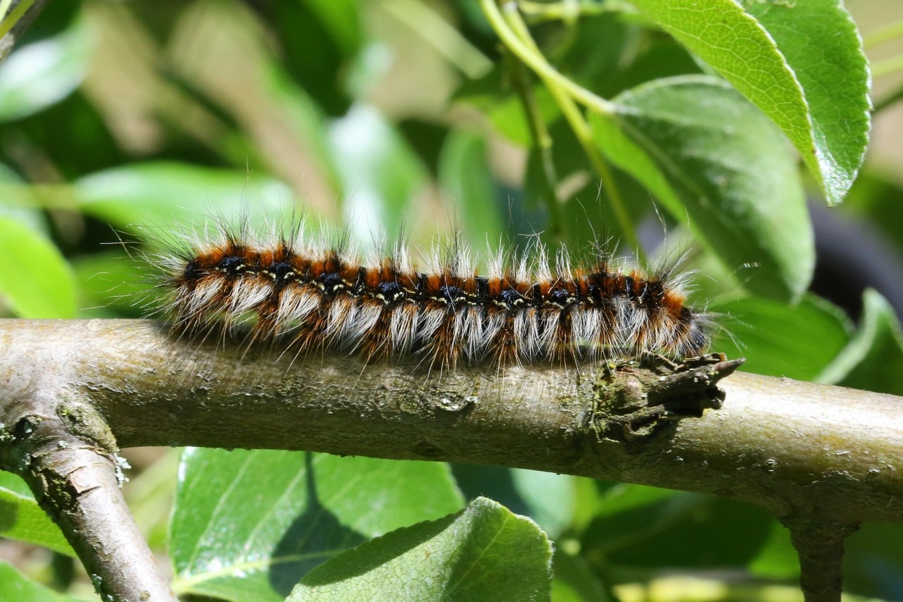 Eriogaster catax (Linnaeus, 1758) - Bombyx Evérie, Laineuse du Prunellier (chenille)