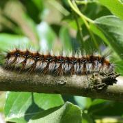 Eriogaster catax (Linnaeus, 1758) - Bombyx Evérie, Laineuse du Prunellier (chenille)