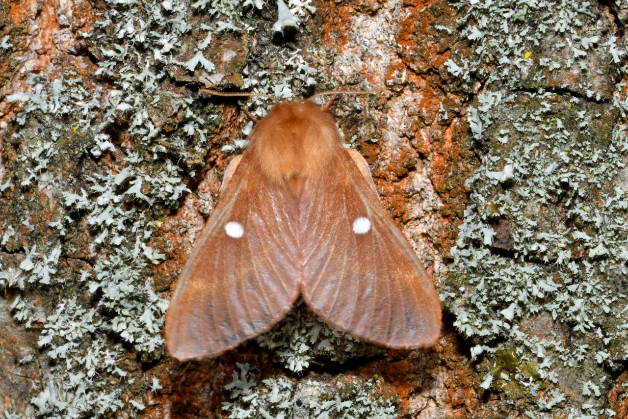 Eriogaster catax (Linnaeus, 1758 ) - Bombyx Evérie, Laineuse du Prunellier (femelle)