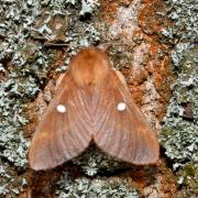 Eriogaster catax (Linnaeus, 1758 ) - Bombyx Evérie, Laineuse du Prunellier (femelle)