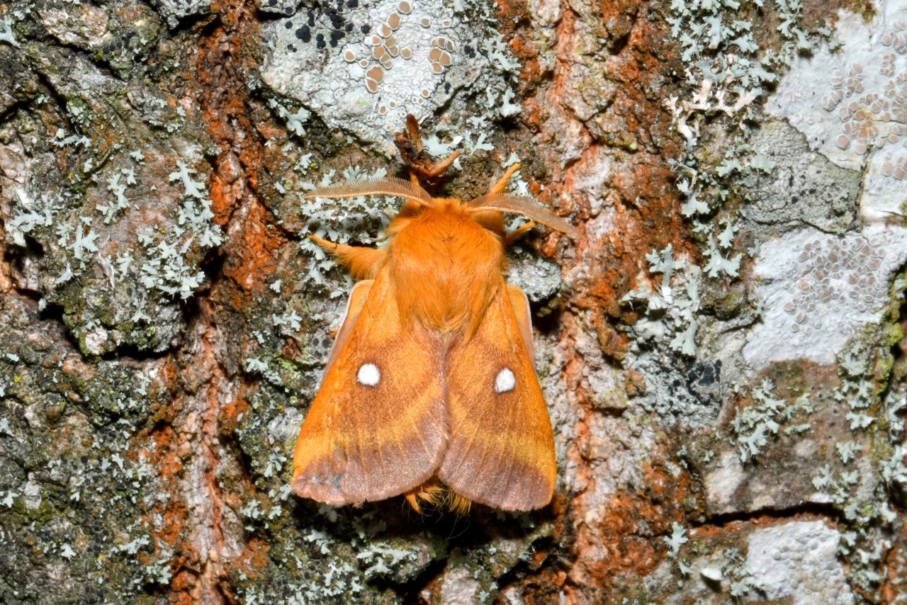 Eriogaster catax (Linnaeus, 1758) - Bombyx Evérie, Laineuse du Prunellier (mâle)