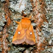 Eriogaster catax (Linnaeus, 1758) - Bombyx Evérie, Laineuse du Prunellier (mâle)