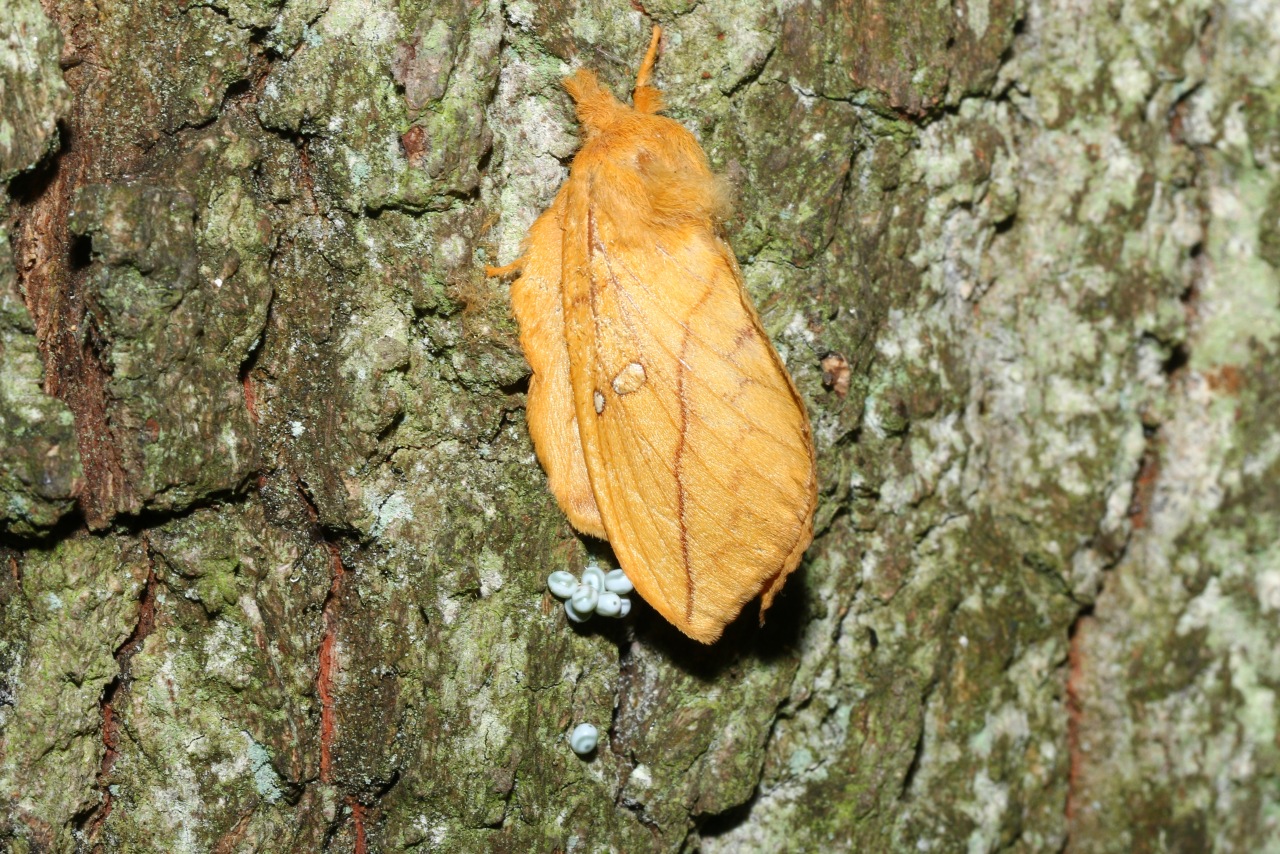 Euthrix potatoria (Linnaeus, 1758) - Buveuse (femelle et ponte)