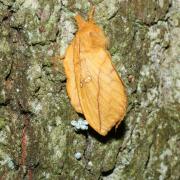 Euthrix potatoria (Linnaeus, 1758) - Buveuse (femelle et ponte)