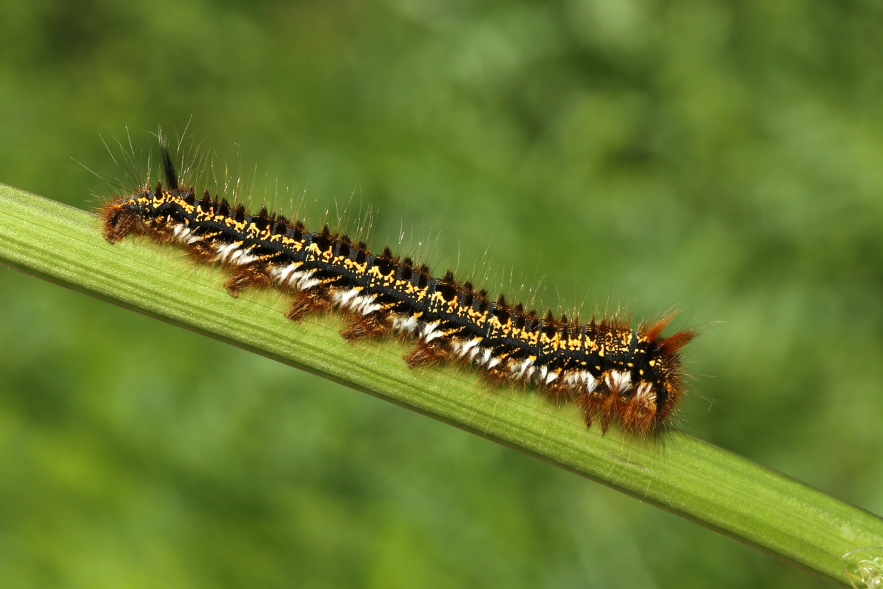 Euthrix potatoria (Linnaeus, 1758) - Buveuse (chenille)