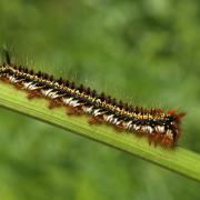 Euthrix potatoria (Linnaeus, 1758) - Buveuse (chenille)