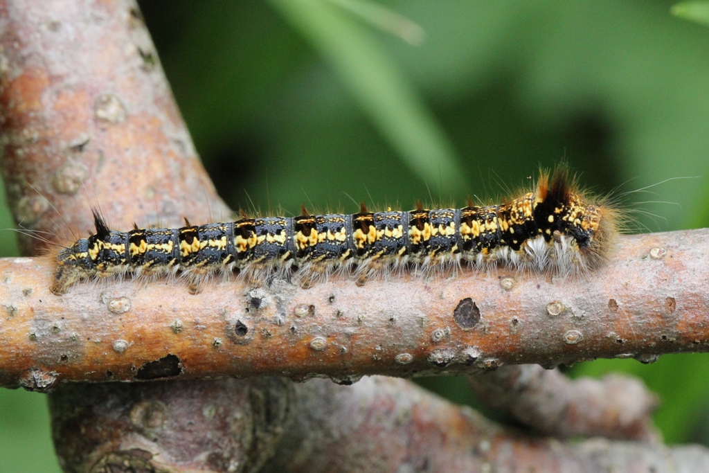 Euthrix potatoria (Linnaeus, 1758) - Buveuse (chenille)