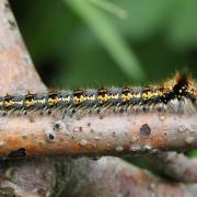 Euthrix potatoria (Linnaeus, 1758) - Buveuse (chenille)