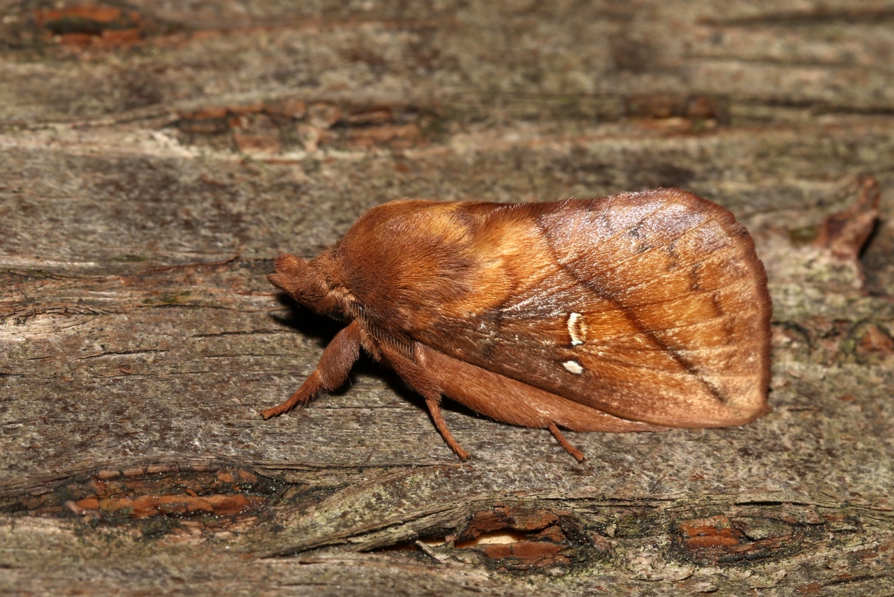 Euthrix potatoria (Linnaeus, 1758) - Buveuse (mâle)