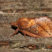 Euthrix potatoria (Linnaeus, 1758) - Buveuse (mâle)