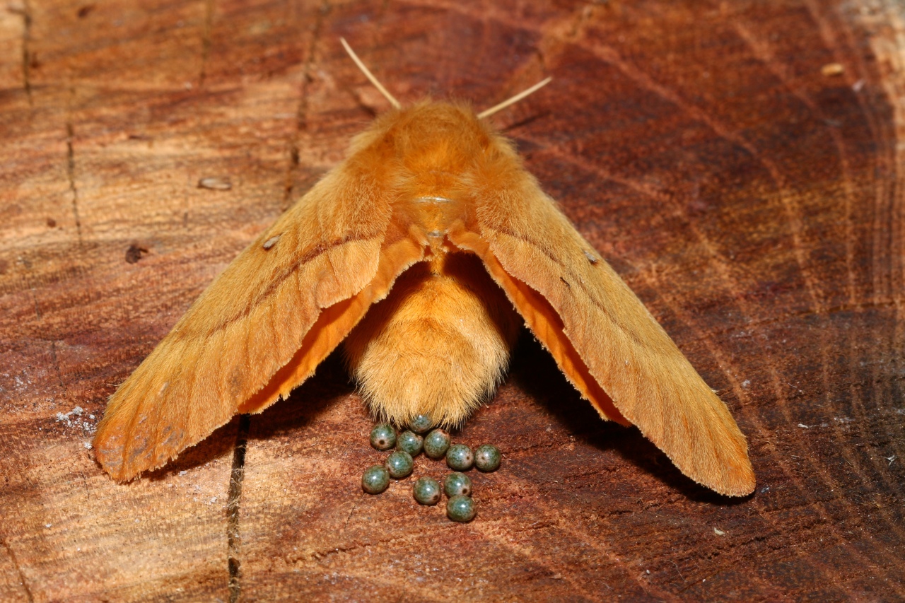 Lasiocampa quercus (Linnaeus, 1758) - Bombyx du Chêne, Minime à bandes jaunes (femelle)