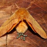 Lasiocampa quercus (Linnaeus, 1758) - Bombyx du Chêne, Minime à bandes jaunes (femelle)