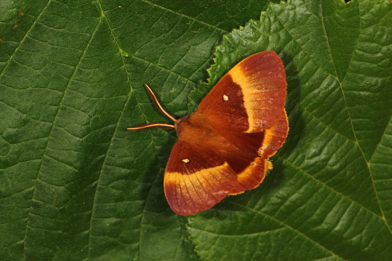 Lasiocampa quercus (Linnaeus, 1758) - Bombyx du Chêne, Minime à bandes jaunes (mâle)