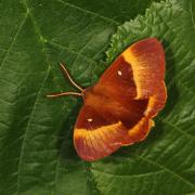 Lasiocampa quercus (Linnaeus, 1758) - Bombyx du Chêne, Minime à bandes jaunes (mâle)