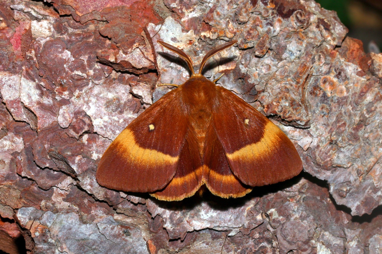 Lasiocampa quercus (Linnaeus, 1758) - Bombyx du Chêne, Minime à bandes jaunes (mâle)