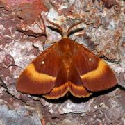 Lasiocampa quercus (Linnaeus, 1758) - Bombyx du Chêne, Minime à bandes jaunes (mâle)