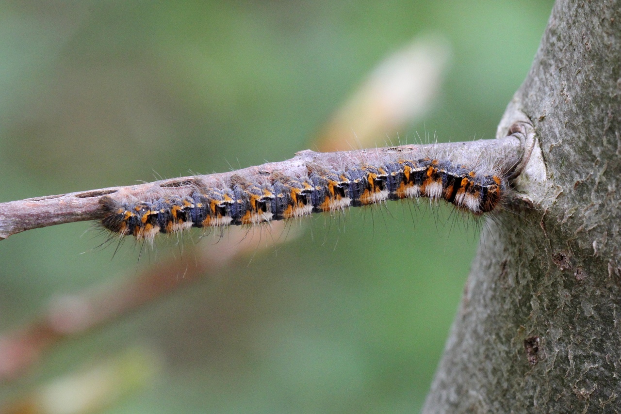 Lasiocampa quercus (Linnaeus, 1758) - Bombyx du Chêne, Minime à bandes jaunes (chenille)