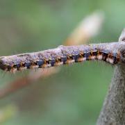 Lasiocampa quercus (Linnaeus, 1758) - Bombyx du Chêne, Minime à bandes jaunes (chenille)