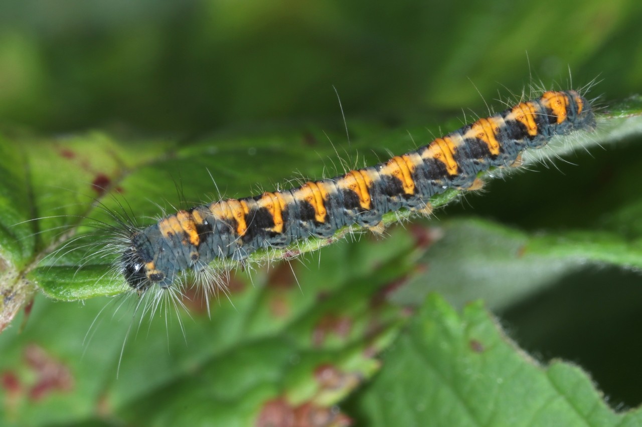 Lasiocampa quercus (Linnaeus, 1758) - Bombyx du Chêne, Minime à bandes jaunes (chenille)