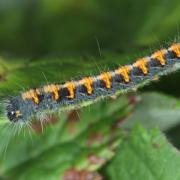 Lasiocampa quercus (Linnaeus, 1758) - Bombyx du Chêne, Minime à bandes jaunes (chenille)