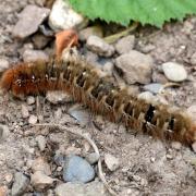 Lasiocampa quercus (Linnaeus, 1758) - Bombyx du Chêne, Minime à bandes jaunes (chenille)