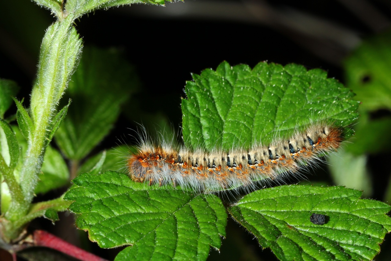 Lasiocampa quercus (Linnaeus, 1758) - Bombyx du Chêne, Minime à bandes jaunes (chenille)