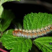 Lasiocampa quercus (Linnaeus, 1758) - Bombyx du Chêne, Minime à bandes jaunes (chenille)