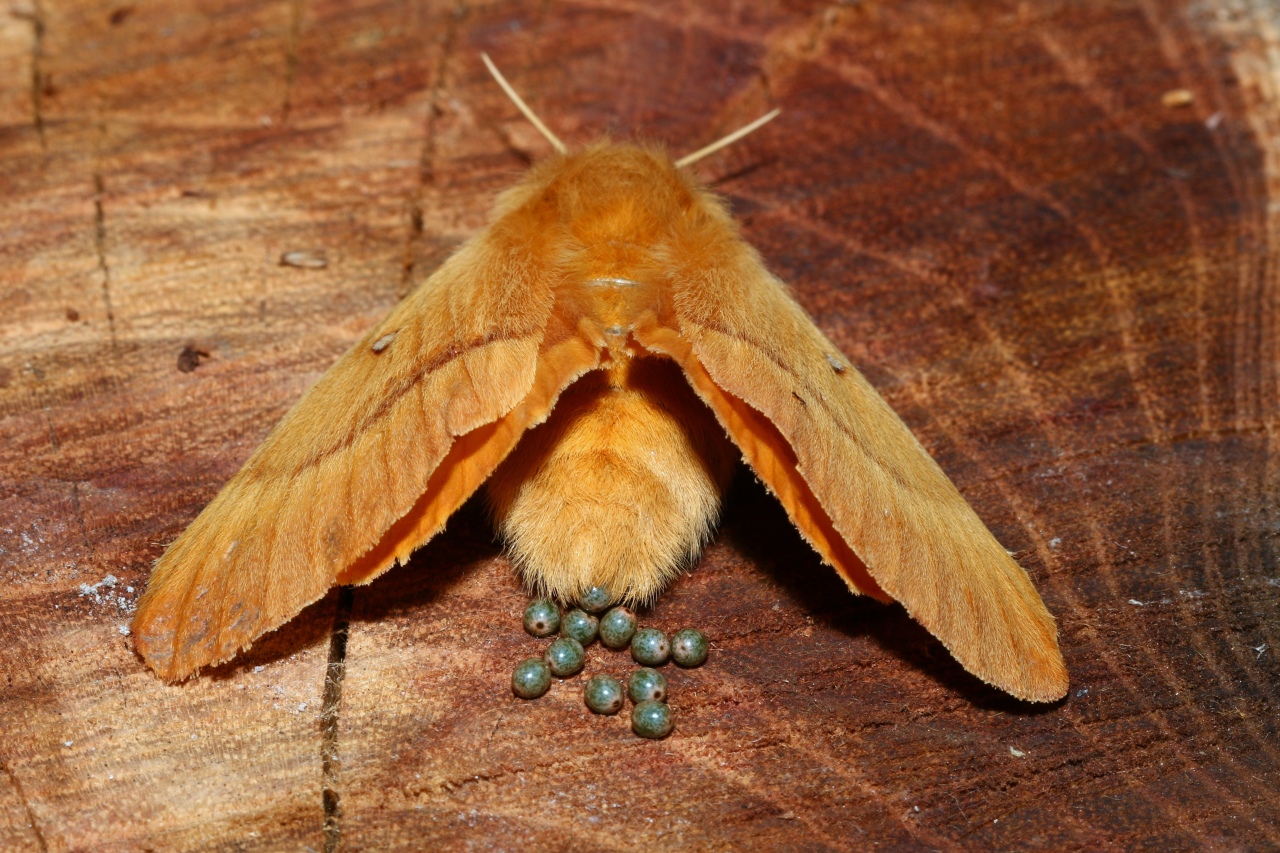 Lasiocampa quercus (Linnaeus, 1758) - Bombyx du Chêne, Minime à bandes jaunes (ponte)