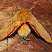 Lasiocampa quercus (Linnaeus, 1758) - Bombyx du Chêne, Minime à bandes jaunes (ponte)