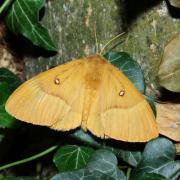 Lasiocampa quercus (Linnaeus, 1758) - Bombyx du Chêne, Minime à bandes jaunes (femelle)