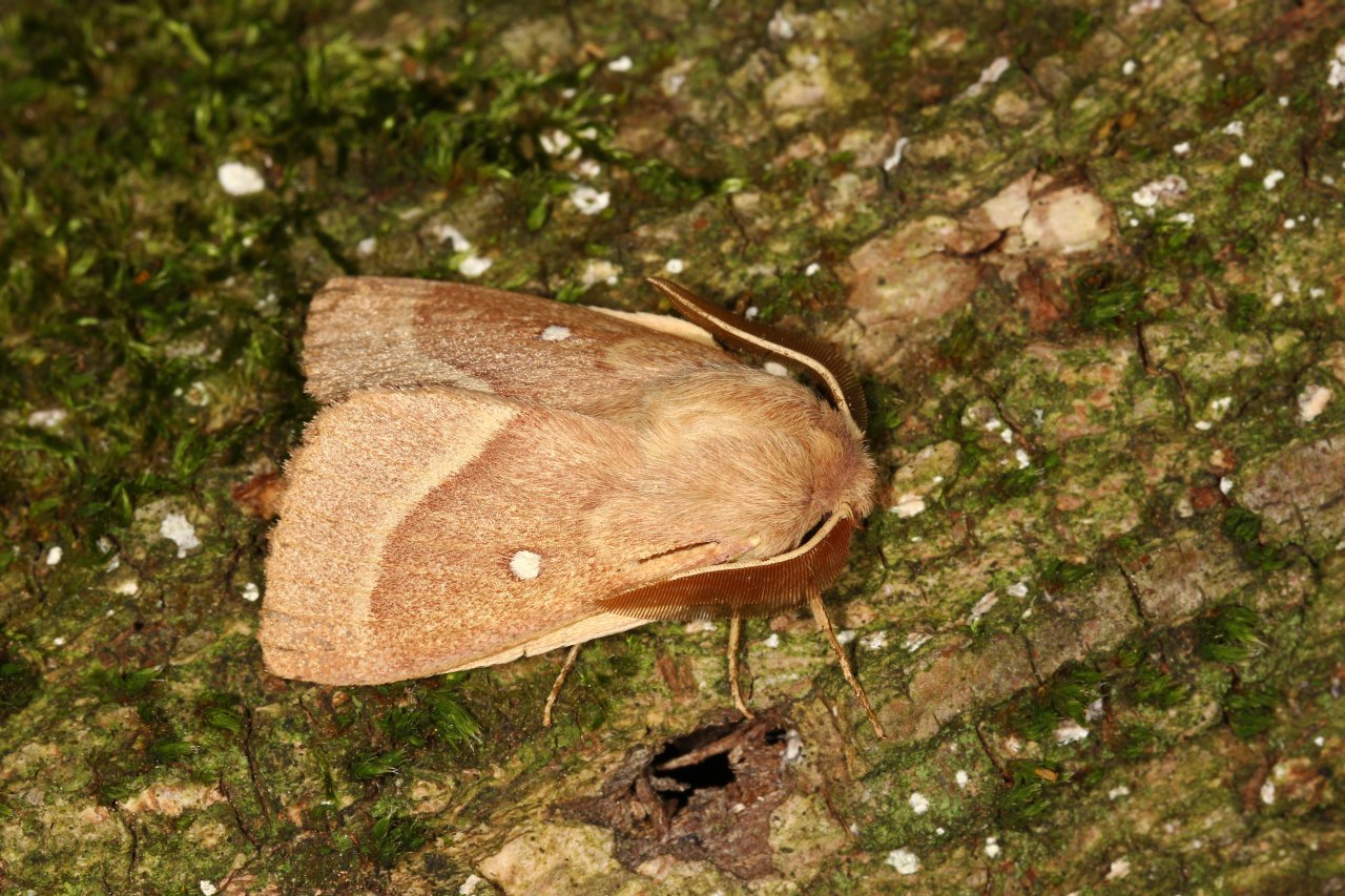 Lasiocampa trifolii (Denis & Schiffermüller, 1775) - Bombyx du Trèfle (mâle)