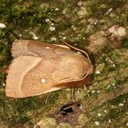 Lasiocampa trifolii (Denis & Schiffermüller, 1775) - Bombyx du Trèfle (mâle)