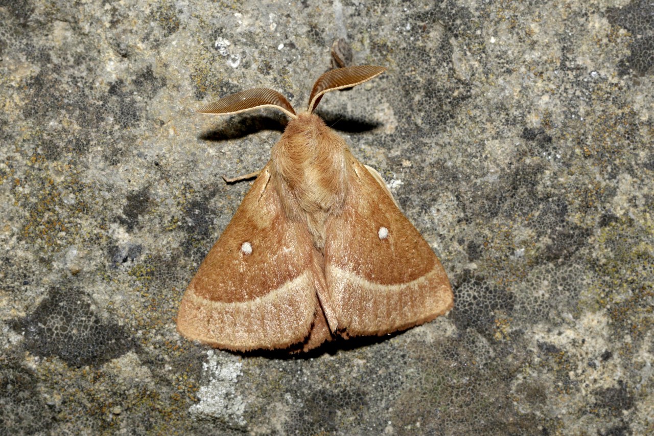 Lasiocampa trifolii (Denis & Schiffermüller, 1775) - Bombyx du Trèfle (mâle)