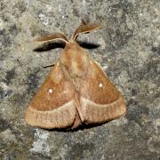 Lasiocampa trifolii (Denis & Schiffermüller, 1775) - Bombyx du Trèfle (mâle)