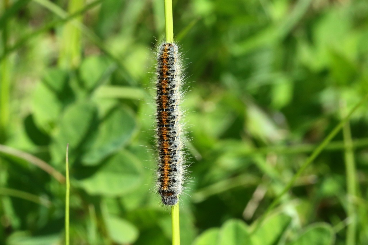 Lasiocampa trifolii (Denis & Schiffermüller, 1775) - Bombyx du Trèfle (chenille)