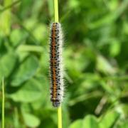 Lasiocampa trifolii (Denis & Schiffermüller, 1775) - Bombyx du Trèfle (chenille)